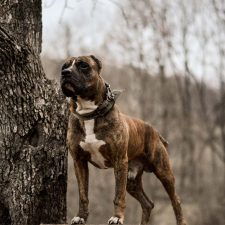 Living Near Dangerous Dogs: The Diane Whipple Case
